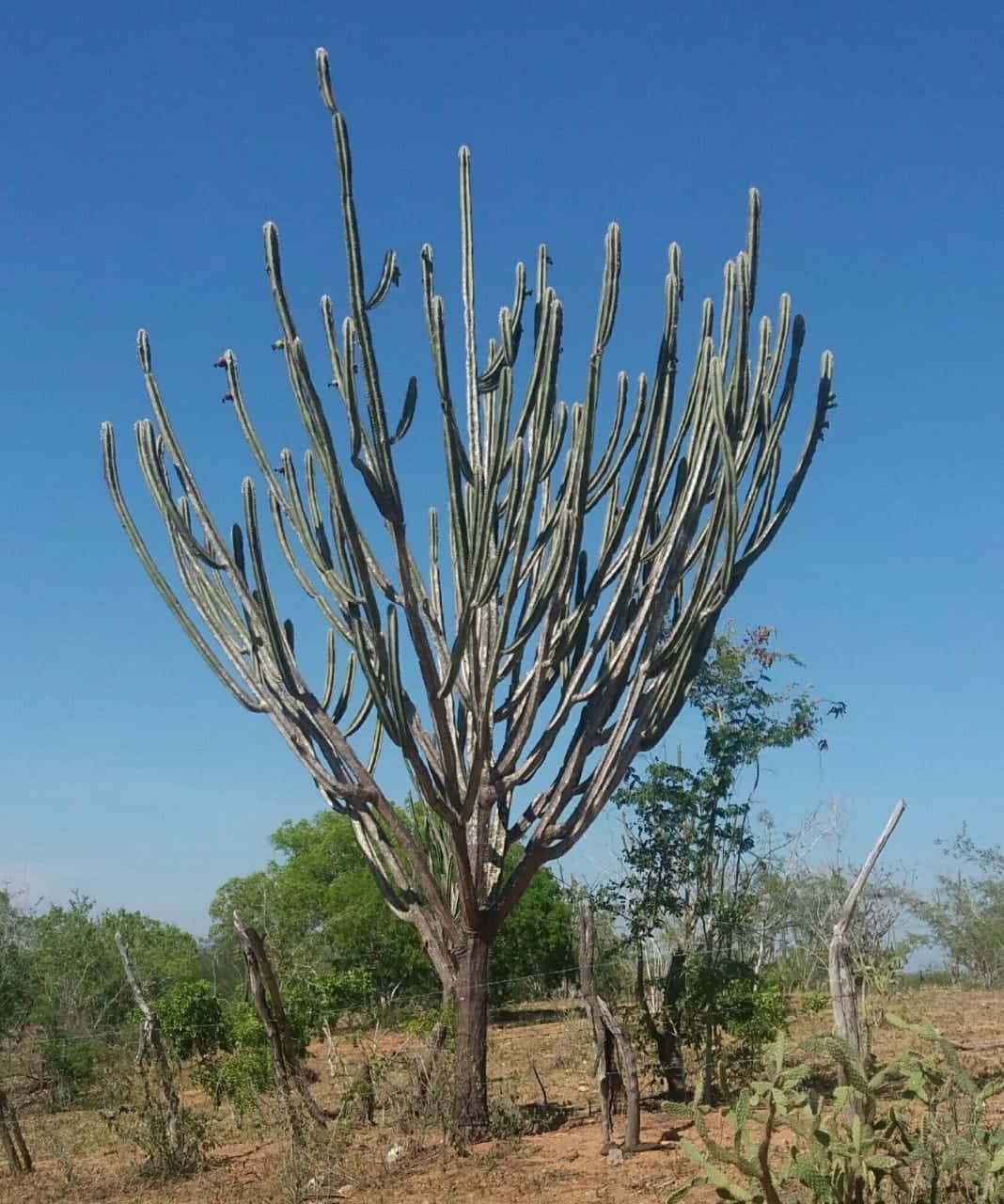 Crédito: Renilda de Oliveira