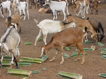 Fonte: Google imagens