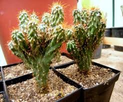 Fonte: Google imagens