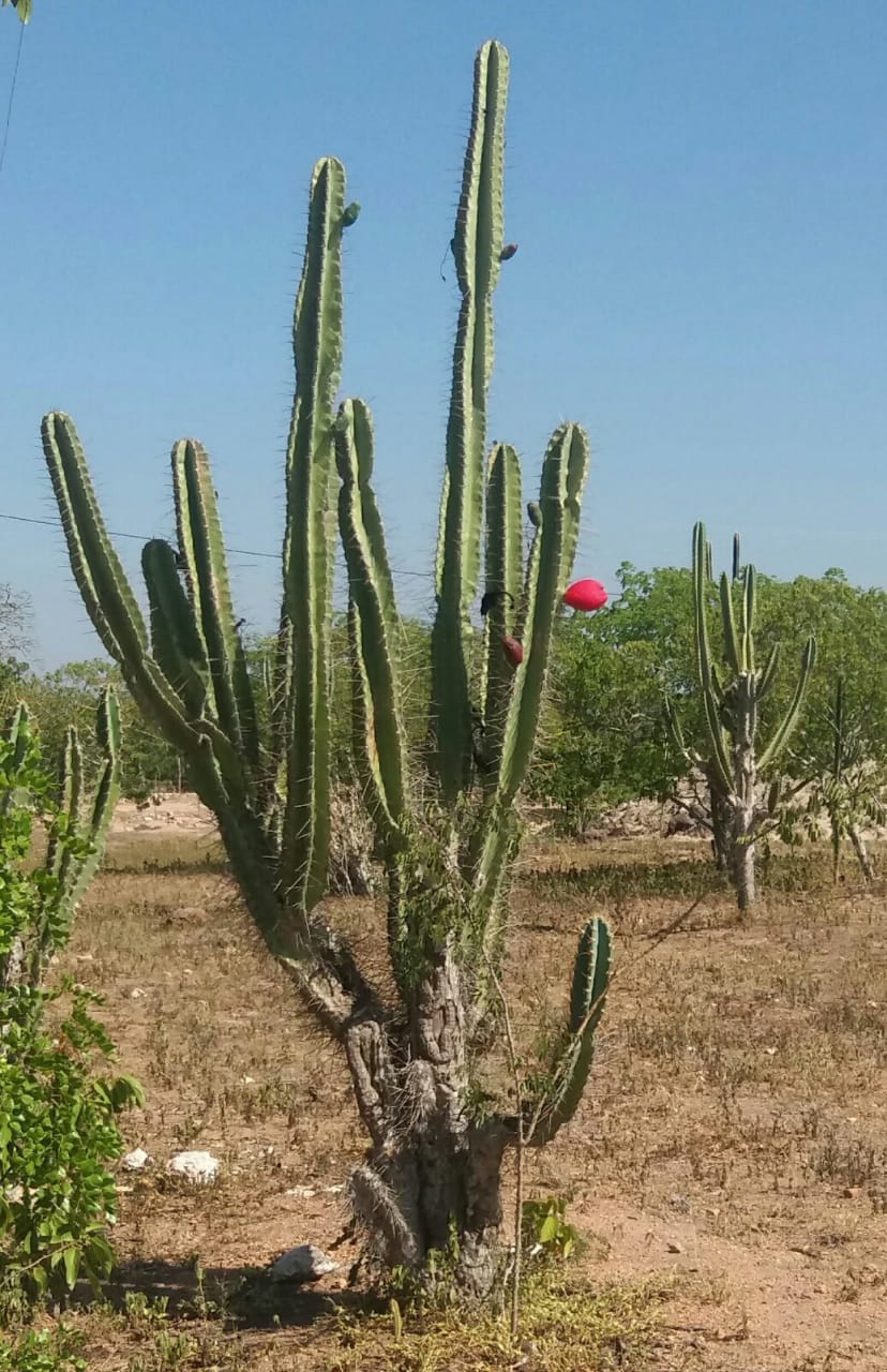 Foto: Renilda de Sousa