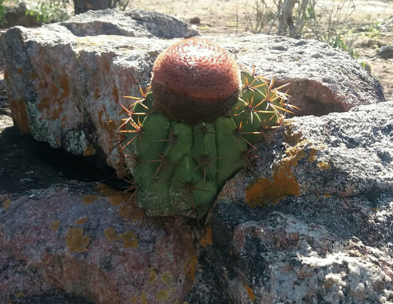 Fonte: Elias Figueredo