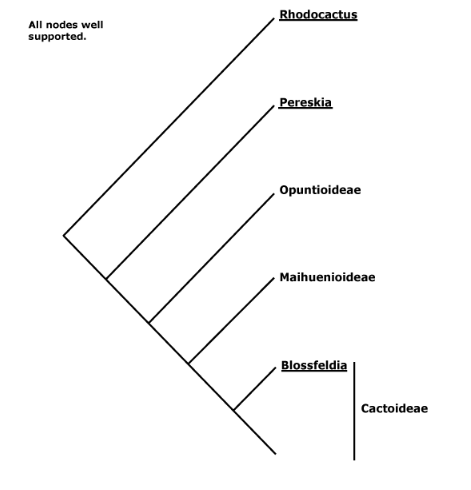 Fonte: https://www.mobot.org/MOBOT/research/APweb/